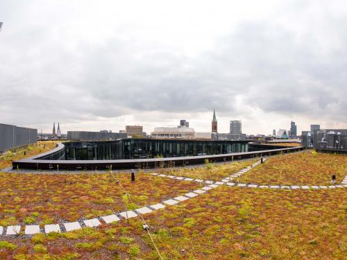 Extensive green roof